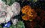 Натюрморт с цветами Ян Ван Хейсум гвоздика мак